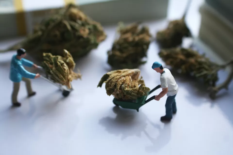 Marijuana